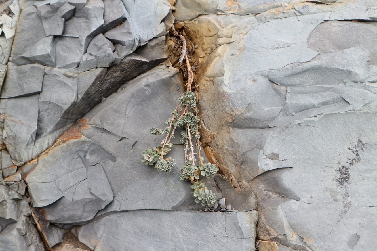 Image of Odontarrhena obtusifolia specimen.