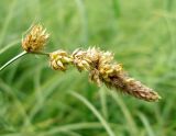 Carex disticha