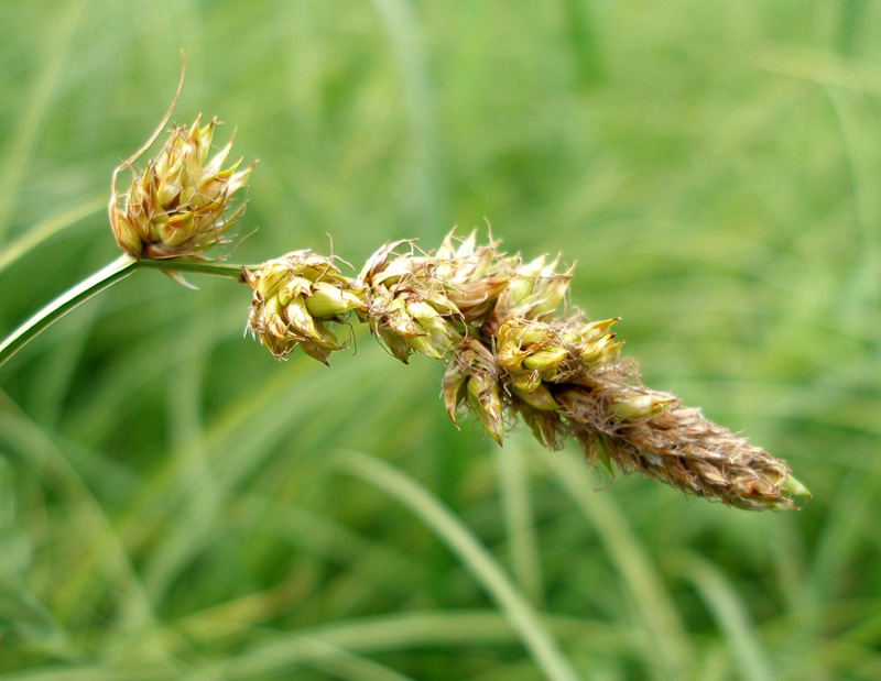 Изображение особи Carex disticha.