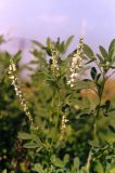 Melilotus albus. Верхушка цветущего растения. г. Ростов-на-Дону, левый берег р. Дон. Середина июля 2004 г.