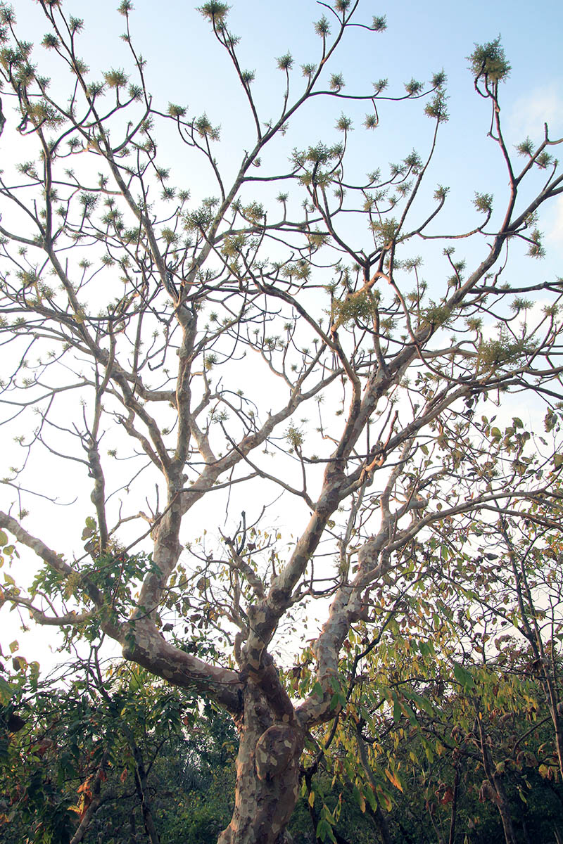 Image of Sterculia urens specimen.