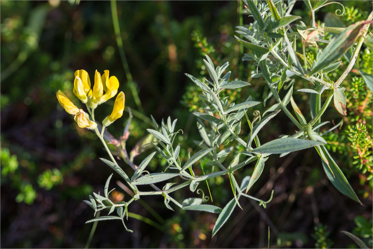 Image of Lathyrus pratensis specimen.