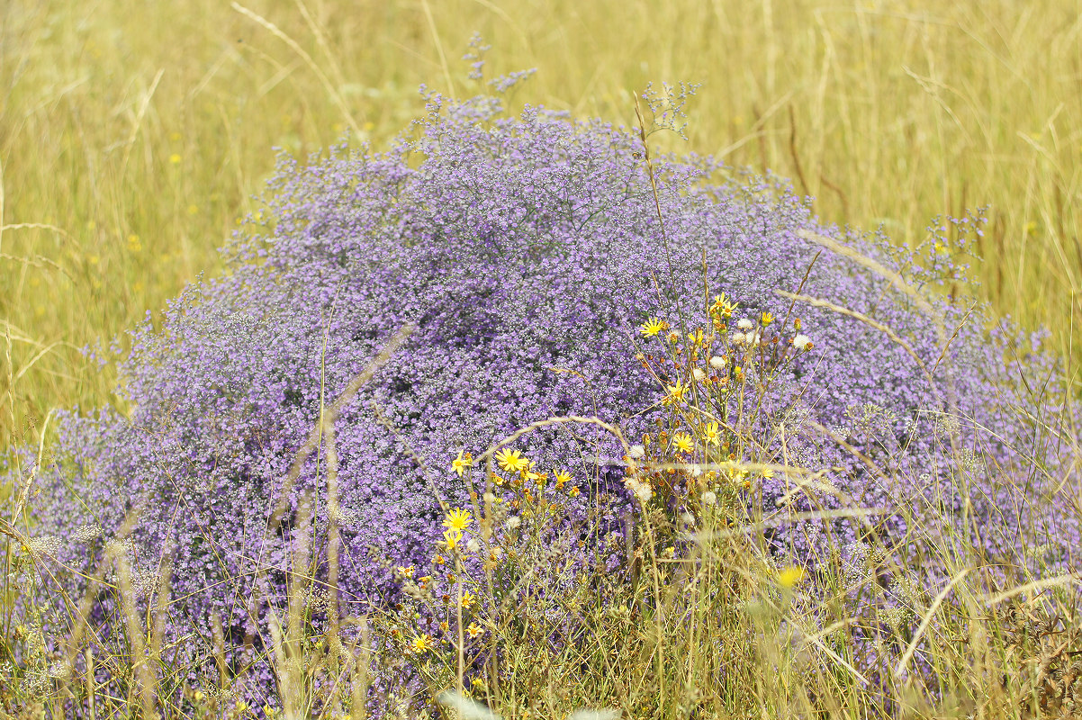 Image of Limonium coriarium specimen.