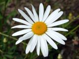 Leucanthemum vulgare