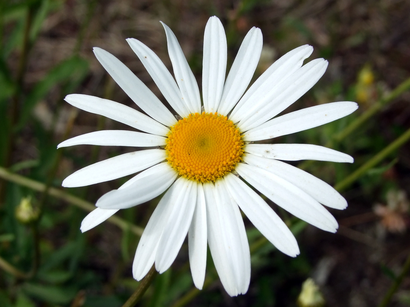 Изображение особи Leucanthemum vulgare.