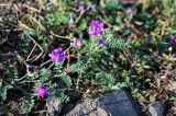 род Oxytropis