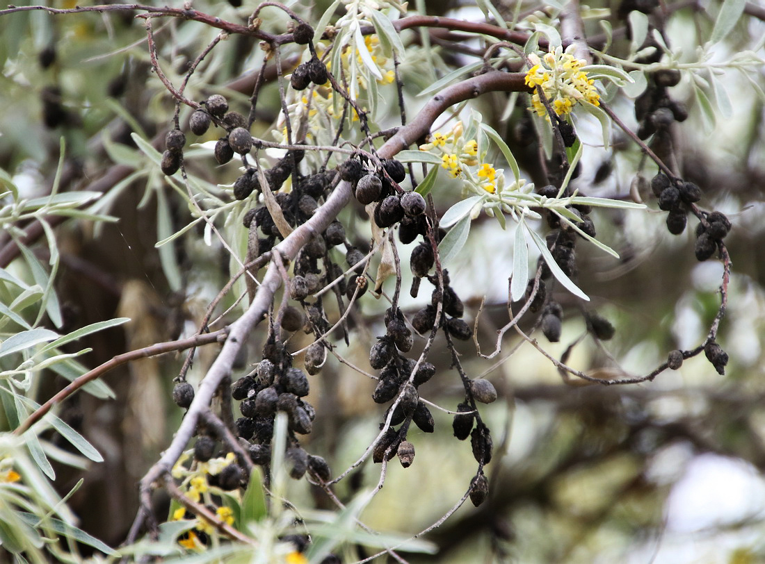 Изображение особи Elaeagnus angustifolia.