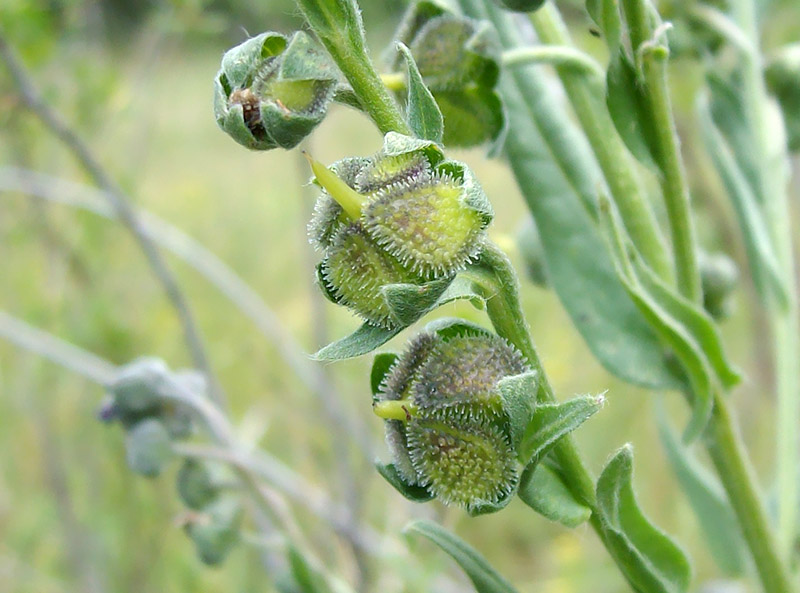 Image of Cynoglossum officinale specimen.