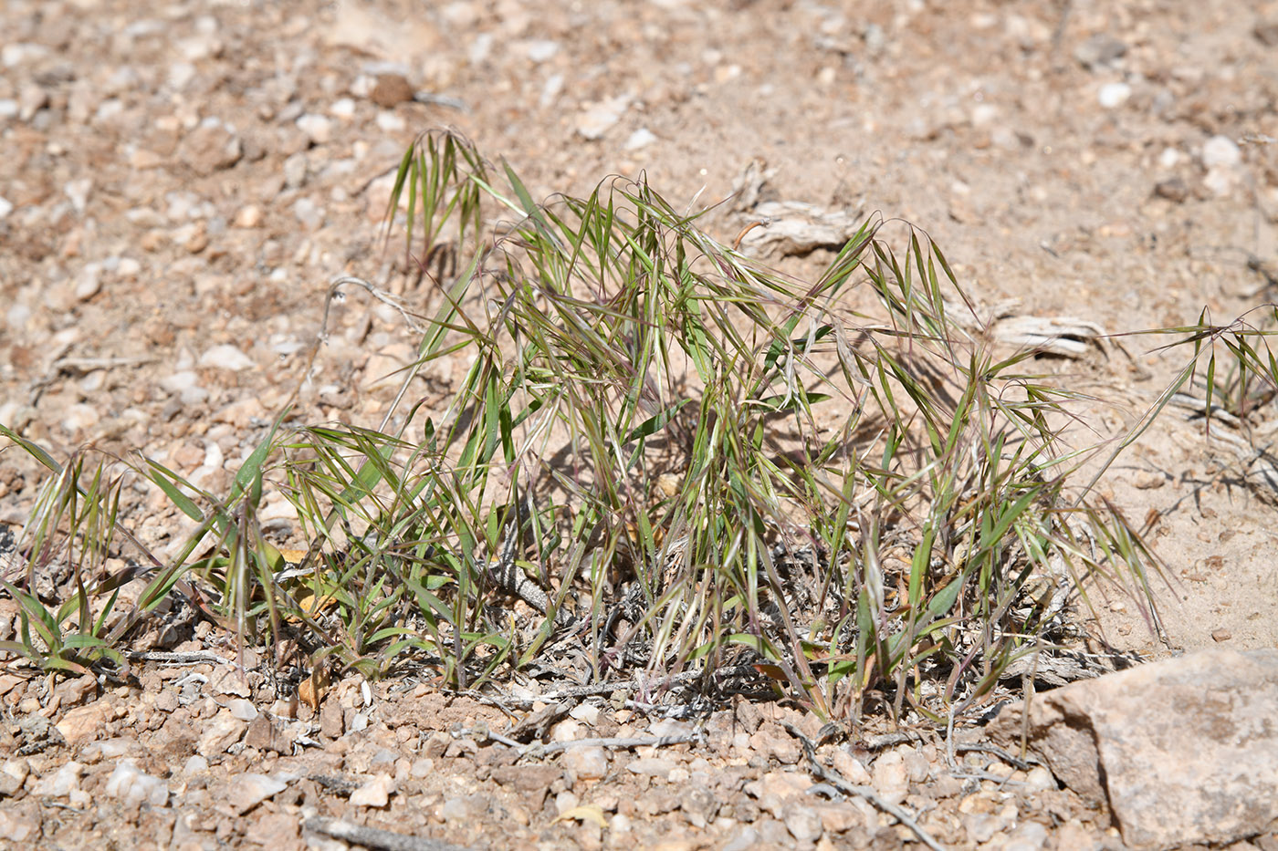 Изображение особи Anisantha tectorum.