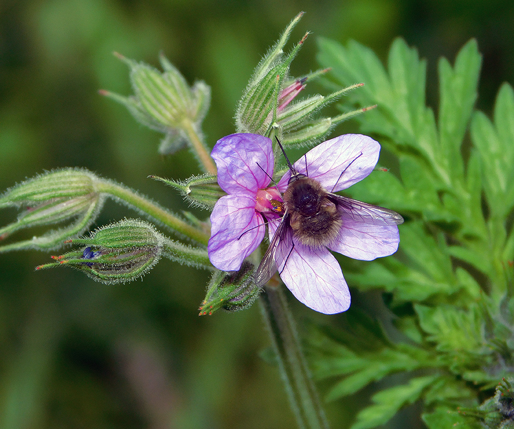 Image of Erodium ciconium specimen.