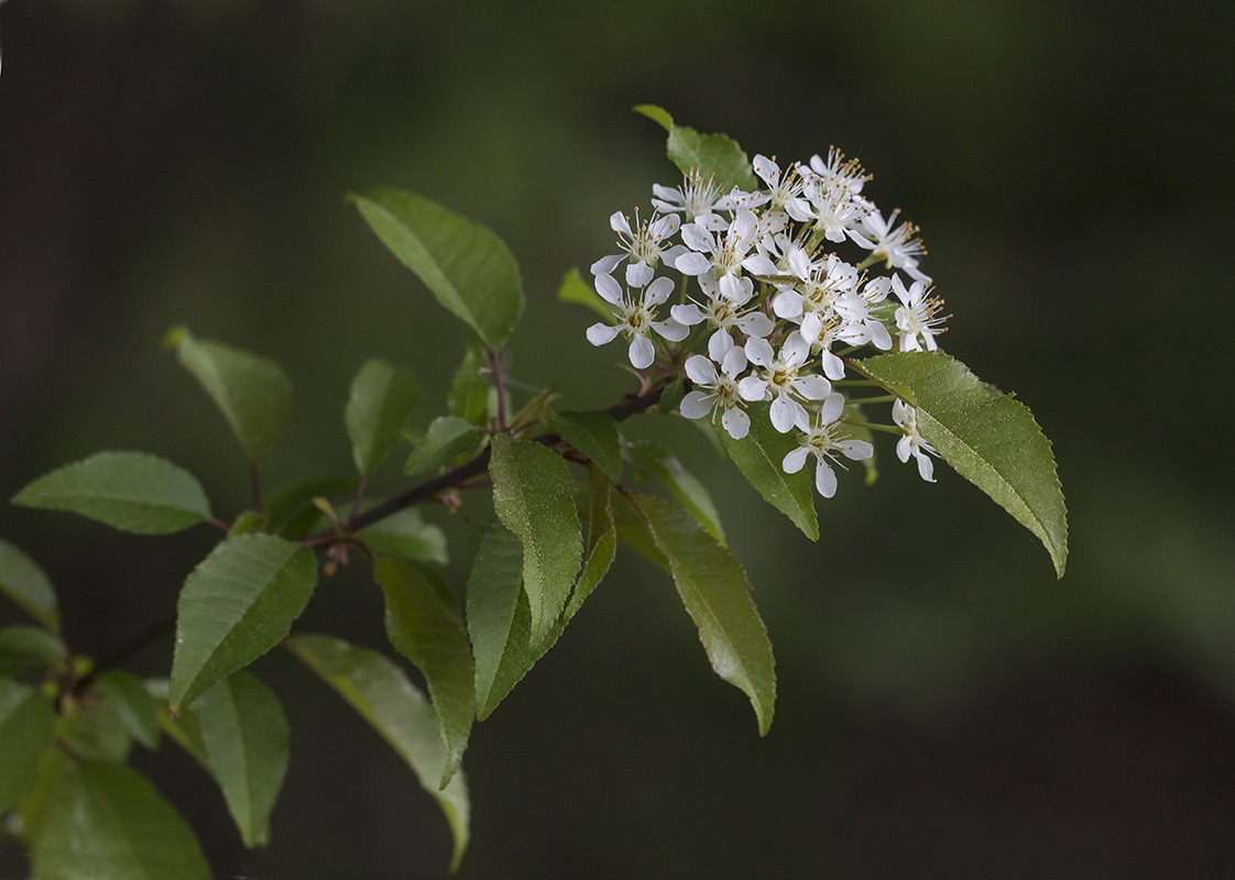 Изображение особи Cerasus pensylvanica.