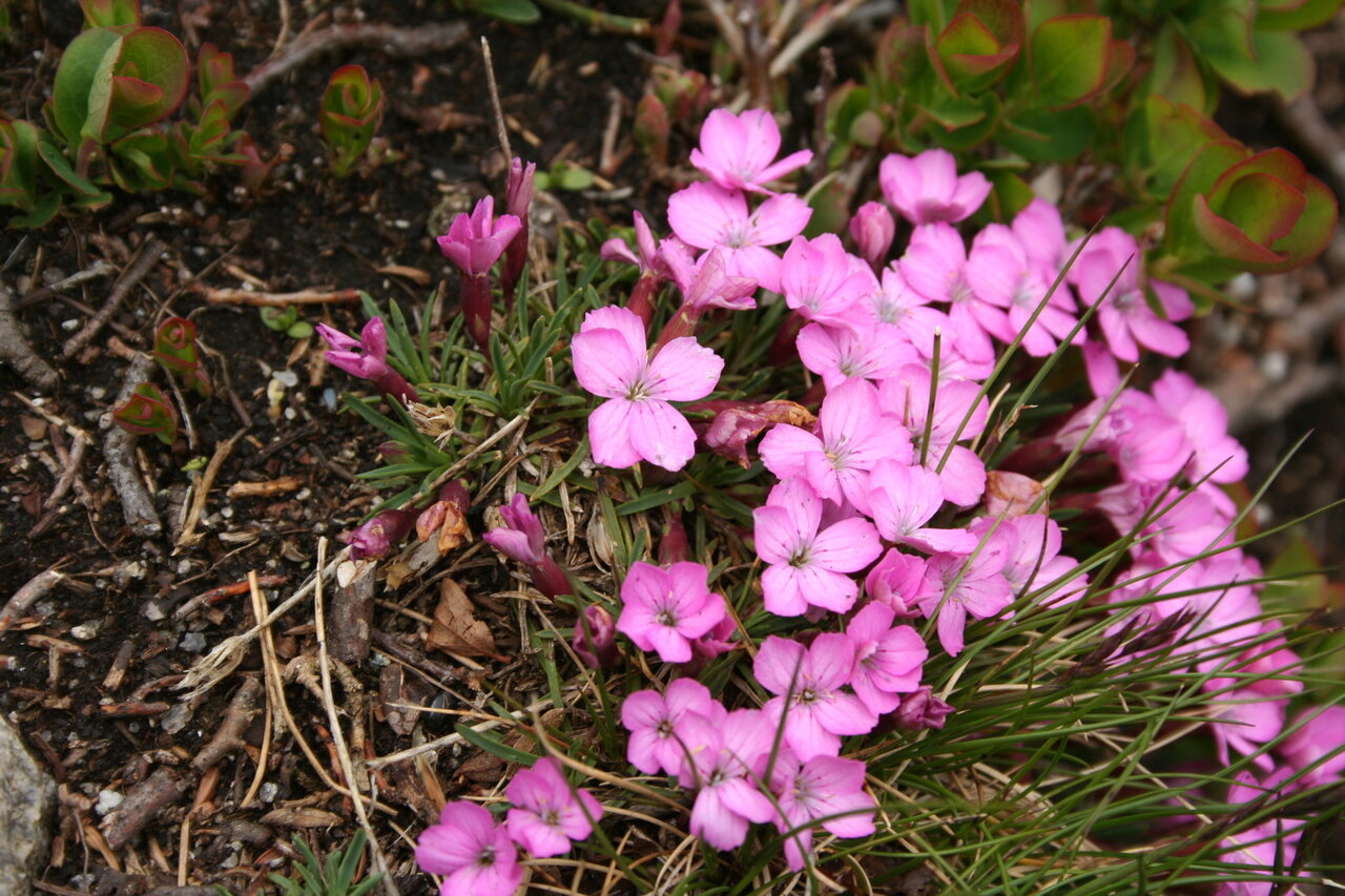 Image of Dianthus microlepis specimen.