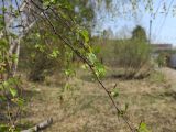 Betula platyphylla