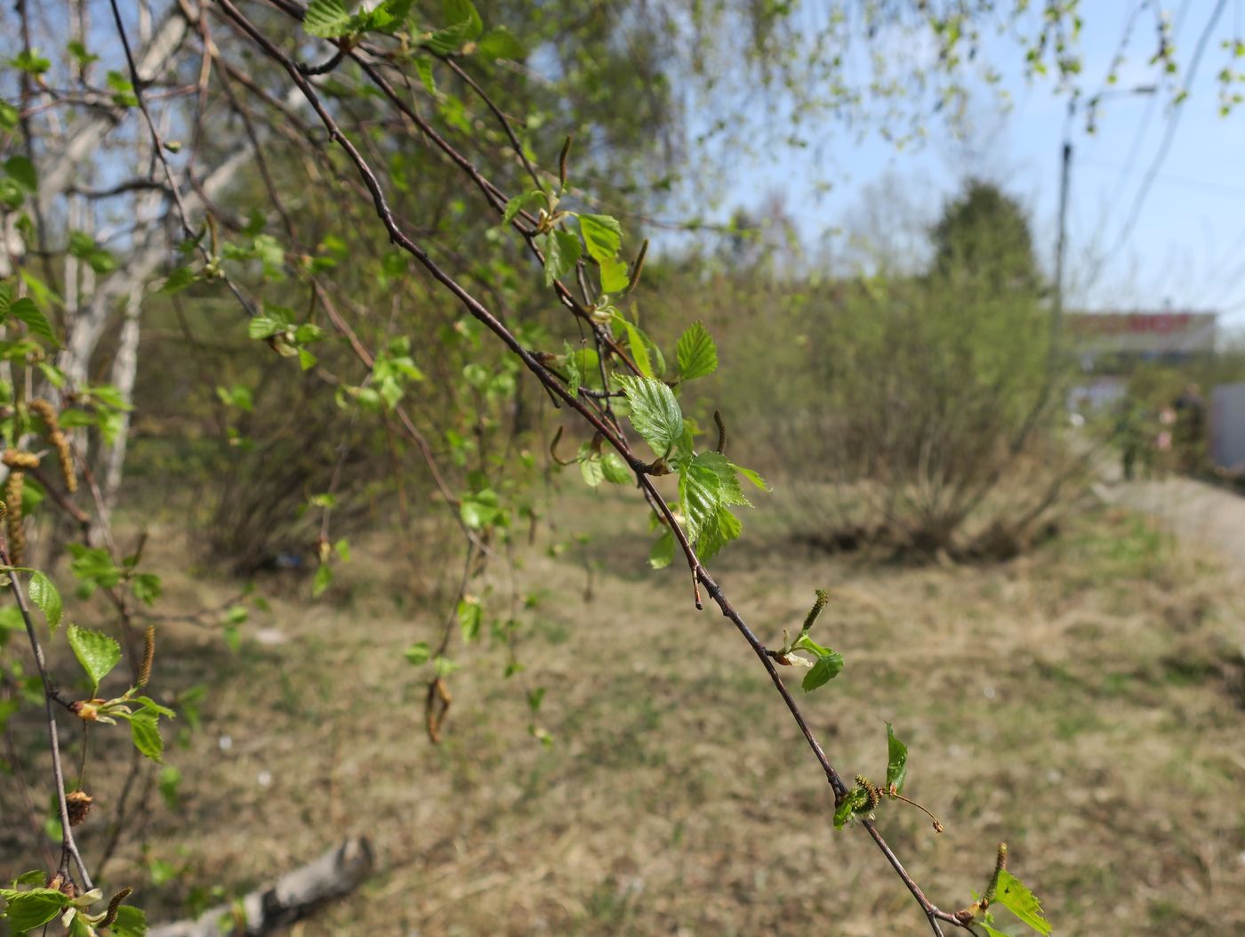 Image of Betula platyphylla specimen.