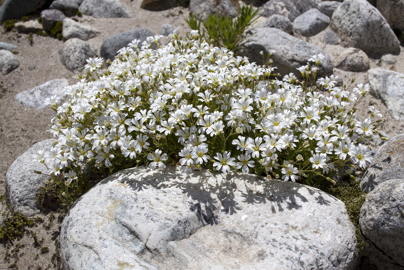 Image of Cerastium polymorphum specimen.