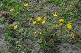 Ranunculus villosus. Цветущие растения. Дагестан, Магарамкентский р-н, окр. с. Приморский, окраина песчаного пляжа. 05.05.2022.