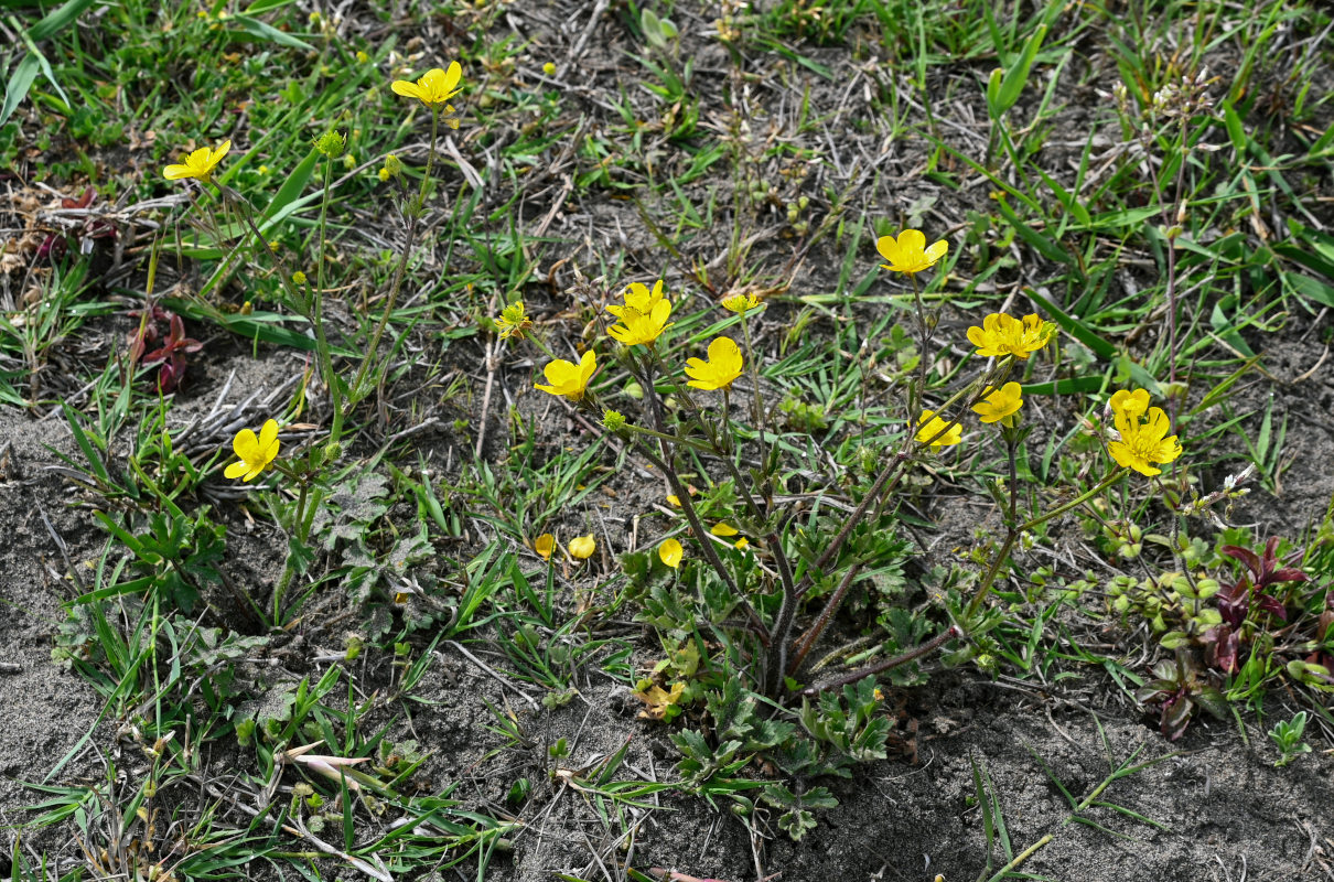 Image of Ranunculus villosus specimen.