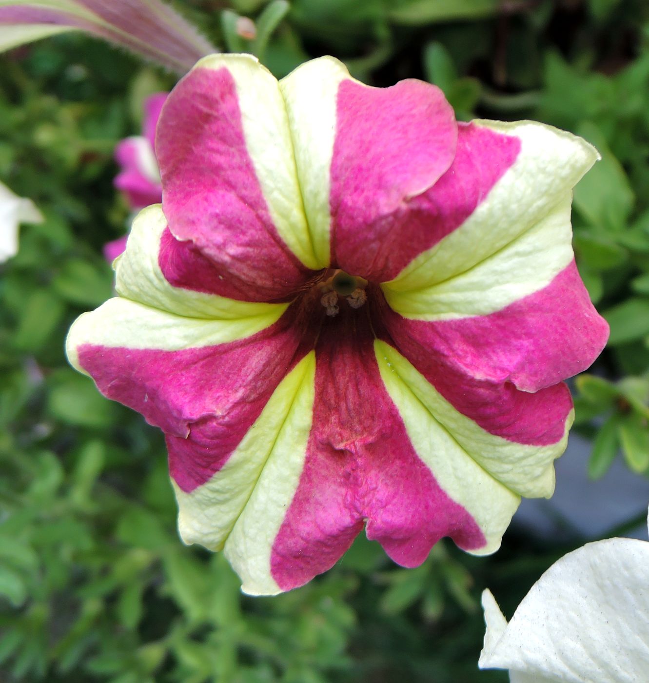 Image of Petunia &times; atkinsiana specimen.
