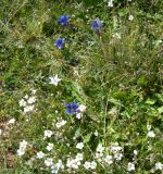 genus Gentiana