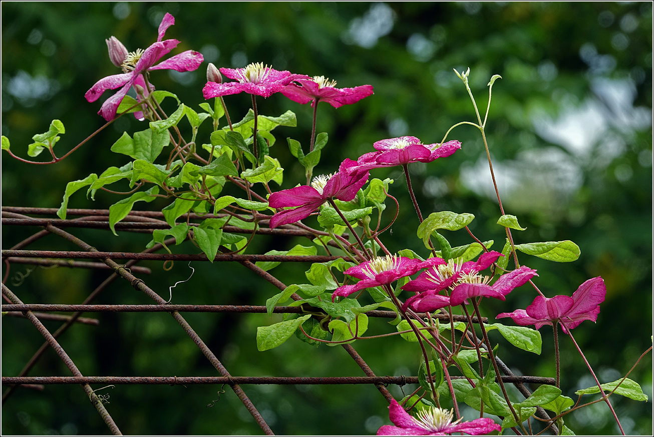 Изображение особи Clematis &times; jackmanii.
