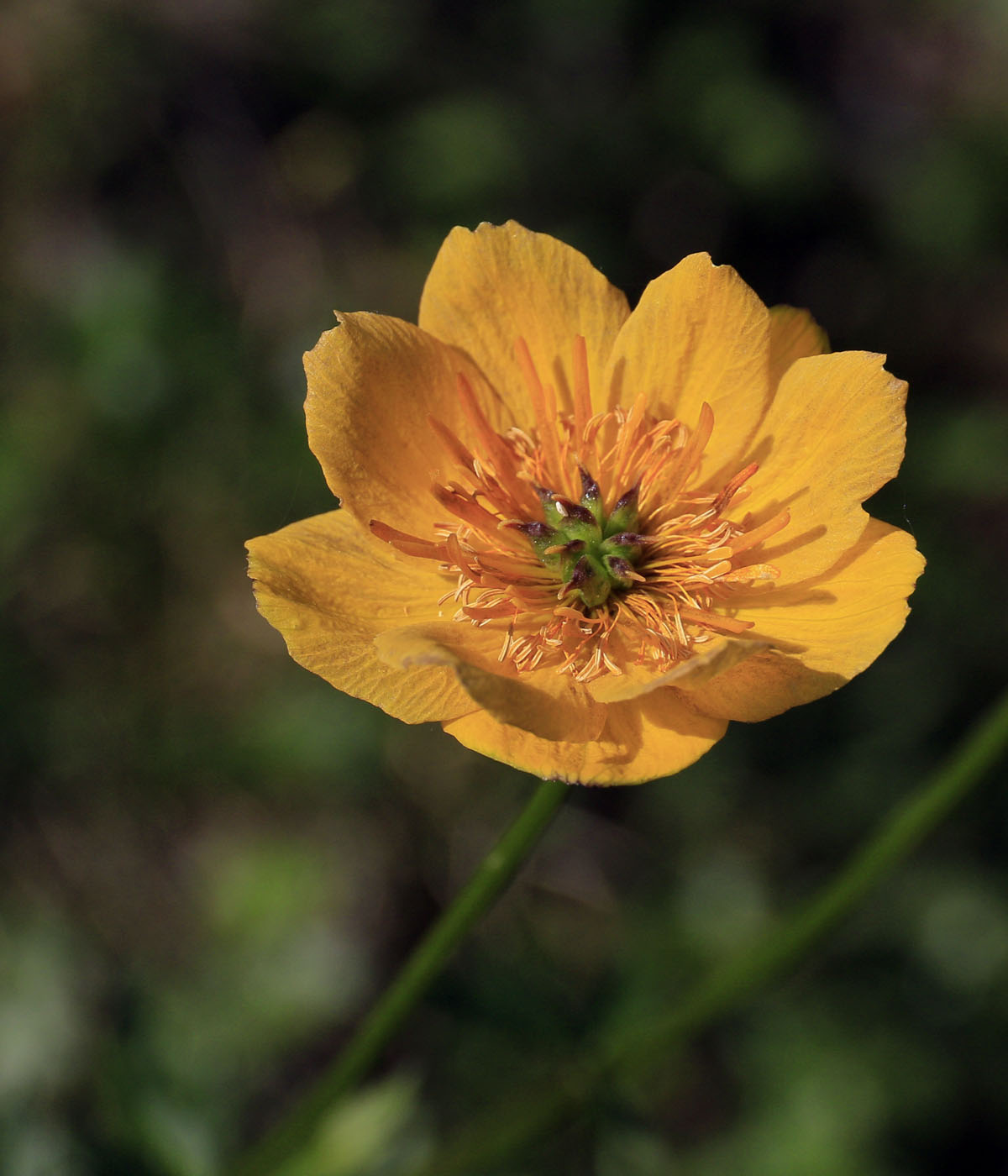 Image of genus Trollius specimen.