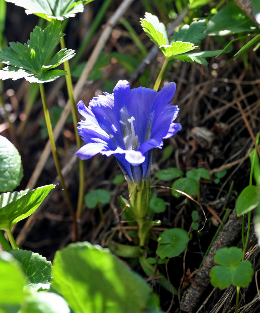 Изображение особи Gentiana grandiflora.