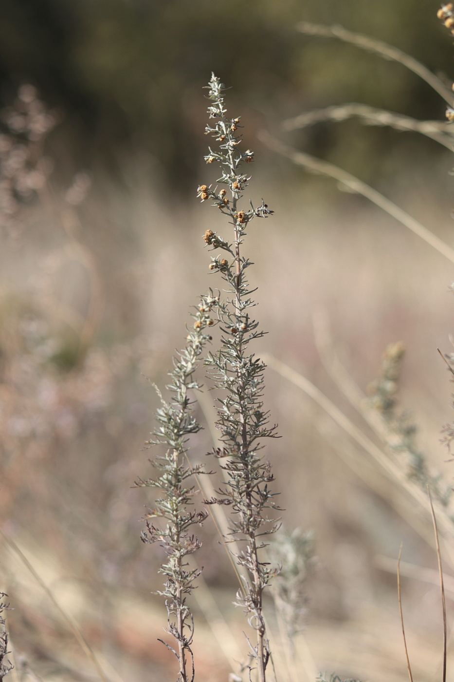 Изображение особи Artemisia pontica.