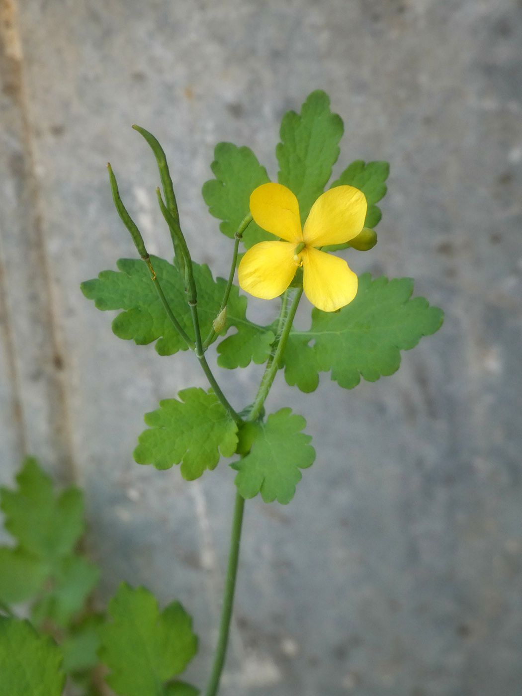 Изображение особи Chelidonium majus.