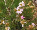 Chamaerhodos grandiflora. Соцветия. Читинская обл., Даурский заповедник, хр. Адун-Челон. 17.06.2004.