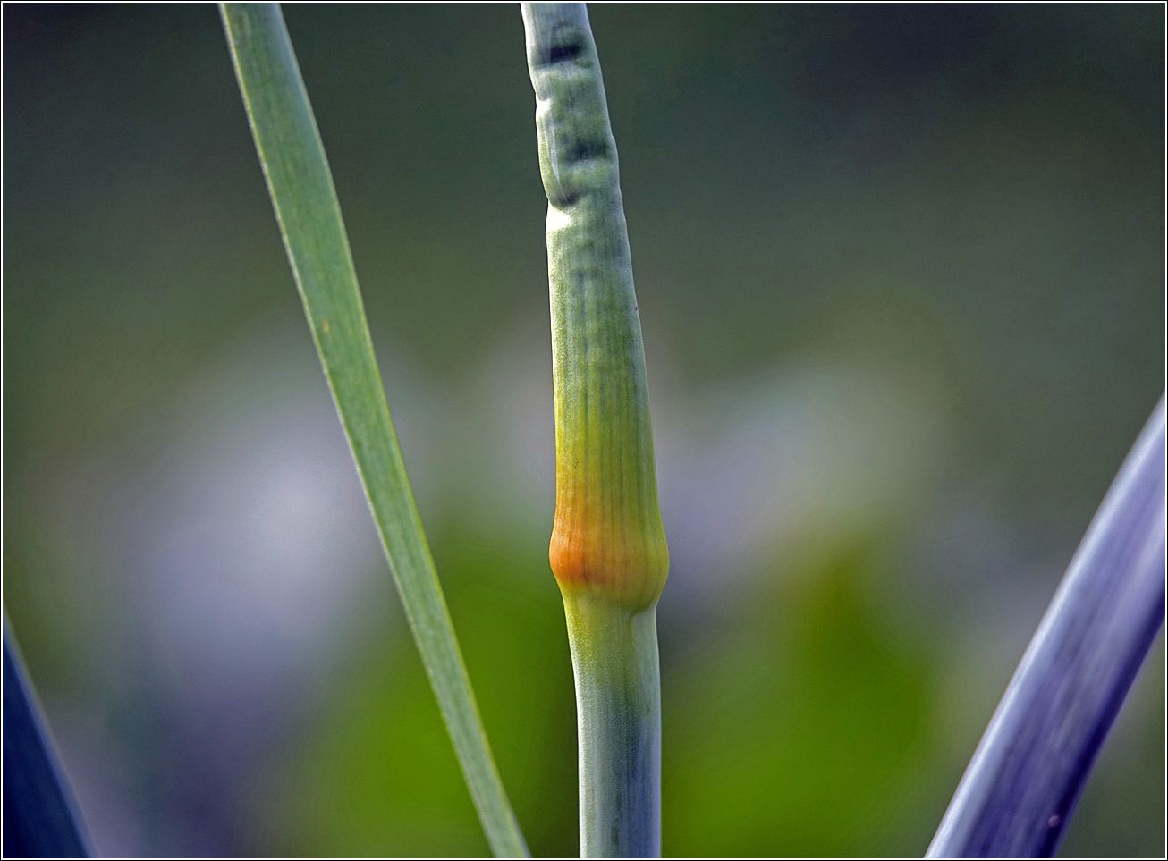 Изображение особи Allium porrum.