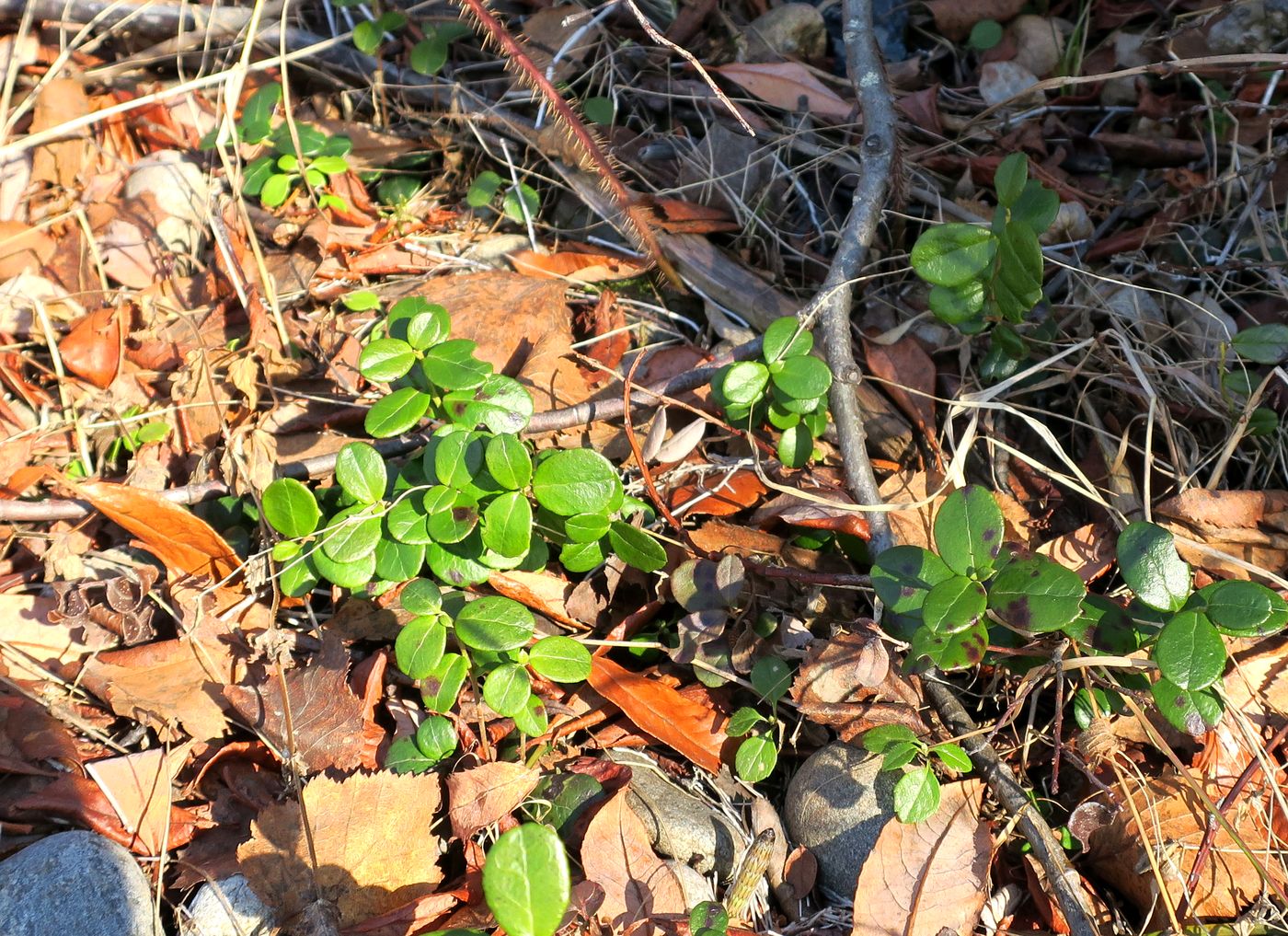 Изображение особи Vaccinium vitis-idaea.