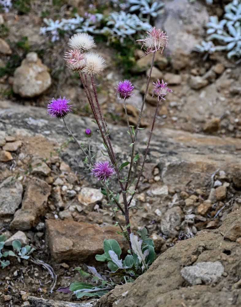 Image of Jurinea ruprechtii specimen.