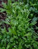 Capsella bursa-pastoris