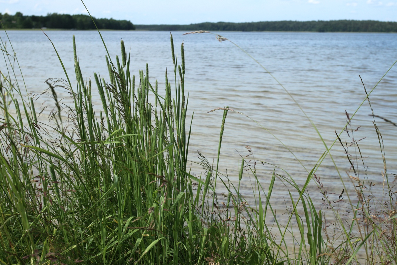 Image of Phleum pratense specimen.