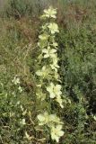 Delphinium semibarbatum