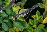 Ocimum basilicum