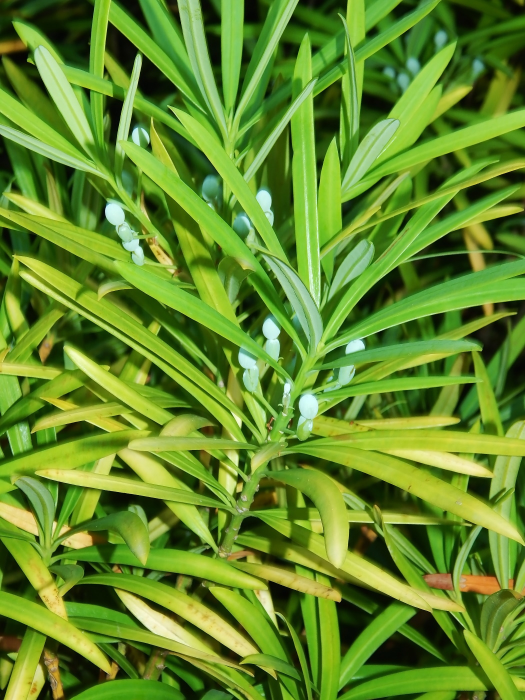 Изображение особи род Podocarpus.