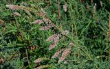 Myricaria bracteata. Верхушка ветви с соцветиями. Киргизия, Джалал-Абадская обл., Западный Тянь-Шань, северный берег оз. Сары-Челек, ≈ 1900 м н.у.м., влажный луг. 13.07.2022.