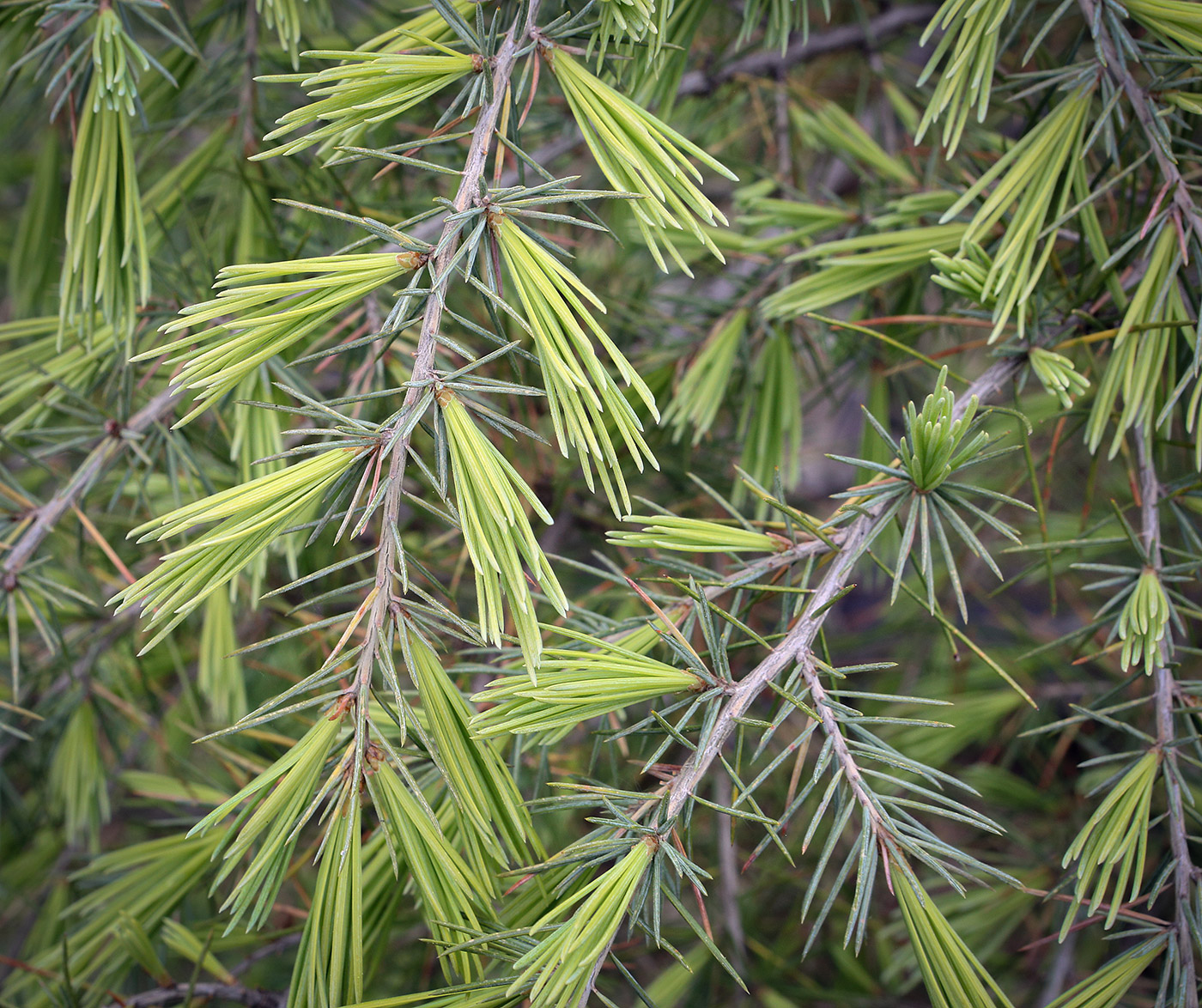 Изображение особи Cedrus deodara.