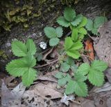 Potentilla micrantha