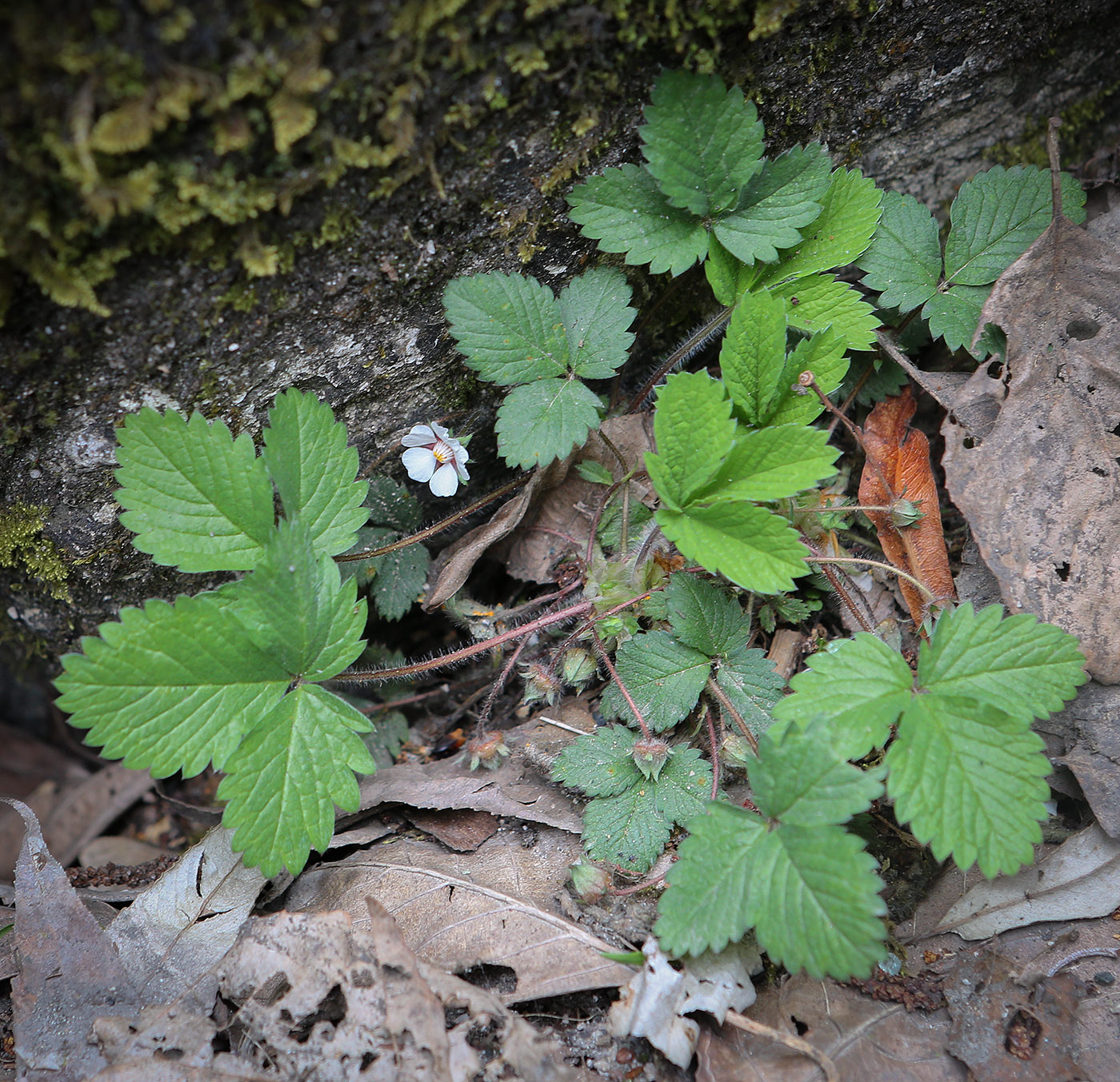 Изображение особи Potentilla micrantha.