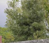 Podocarpus macrophyllus. Крона взрослого дерева. Абхазия, Гагрский р-н, с. Лдзаа, частный сад. 13.04.2024.