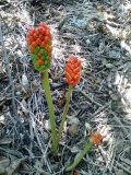 Arum elongatum