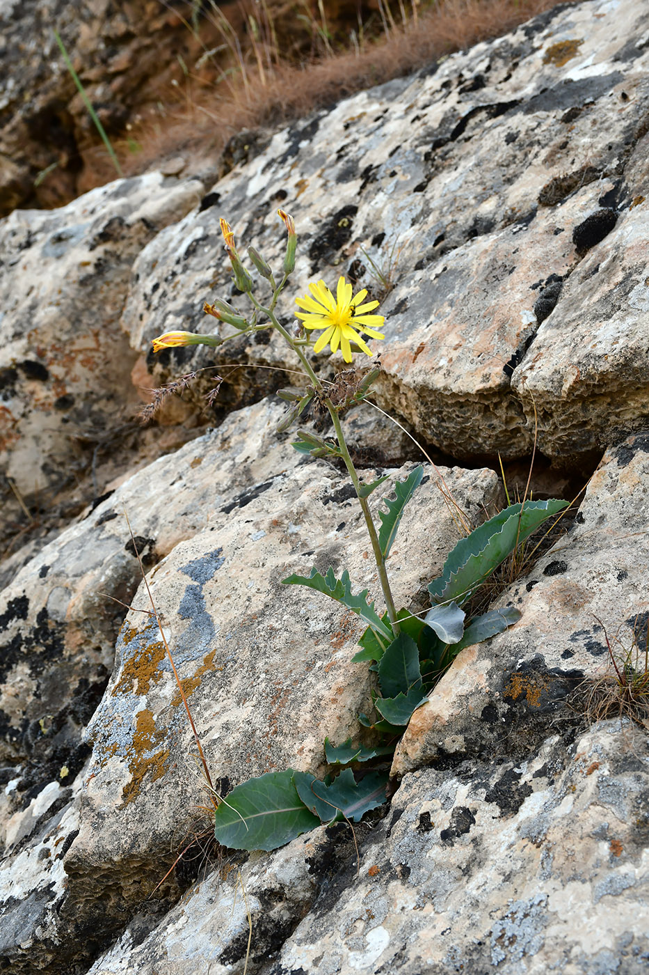 Изображение особи Steptorhamphus crambifolius.