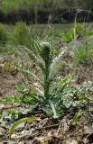 genus Carduus