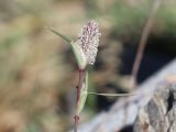 Crypsis schoenoides