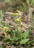 Primula veris