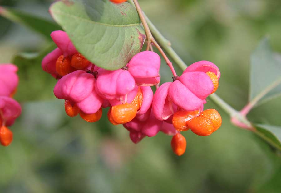 Изображение особи Euonymus europaeus.