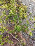 Clematis vitalba