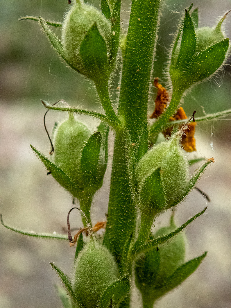 Изображение особи Verbascum spectabile.